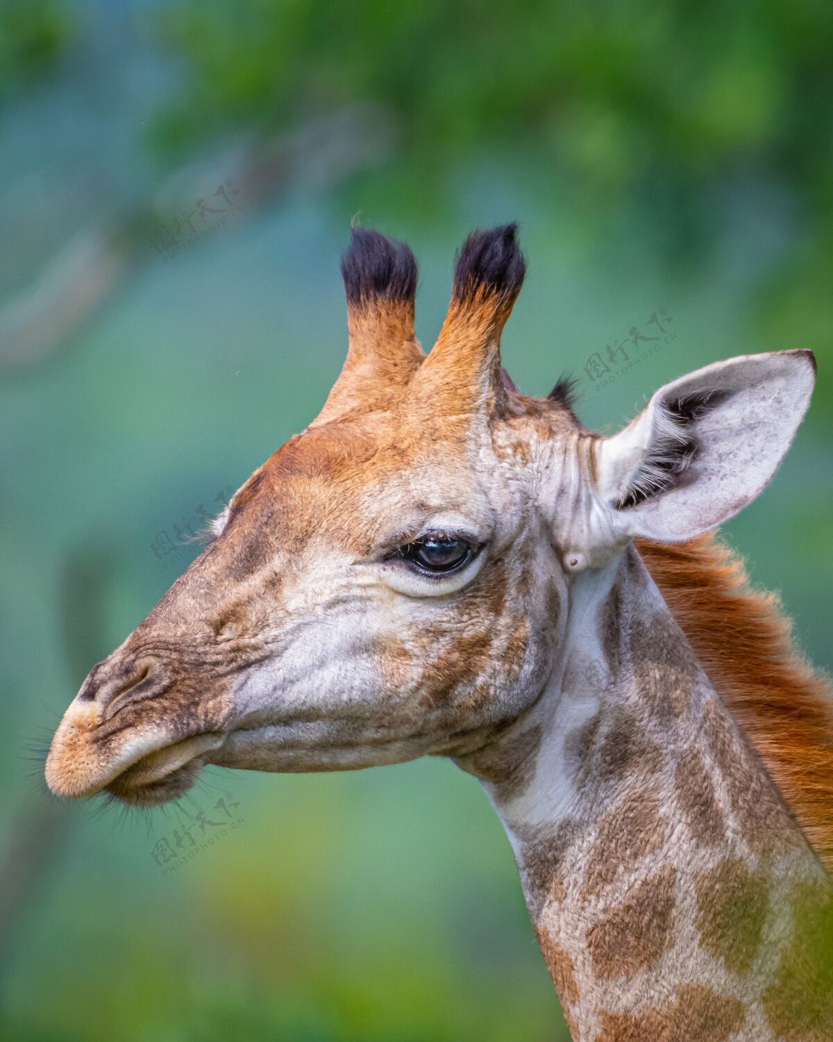 自然阳光下田野里绿树环绕的长颈鹿肖像公园脖子野生动物