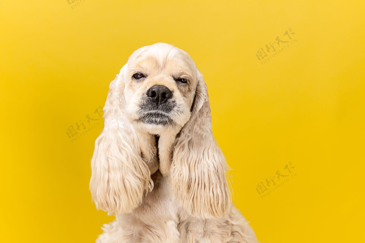梳理睡过头了美式猎犬小狗可爱的毛茸茸的小狗或宠物是坐在黄色背景孤立工作室照片负空间插入您的文字或图像小狗猎犬前面