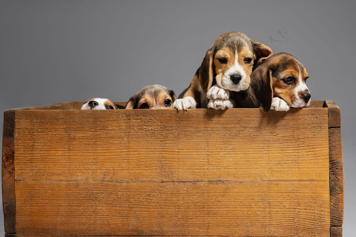 朋友小猎犬三色小狗在木箱里摆姿势可爱的小狗或宠物在灰色的墙上玩耍看起来很专注 很好玩运动的概念 运动 动作负空间站狗狗