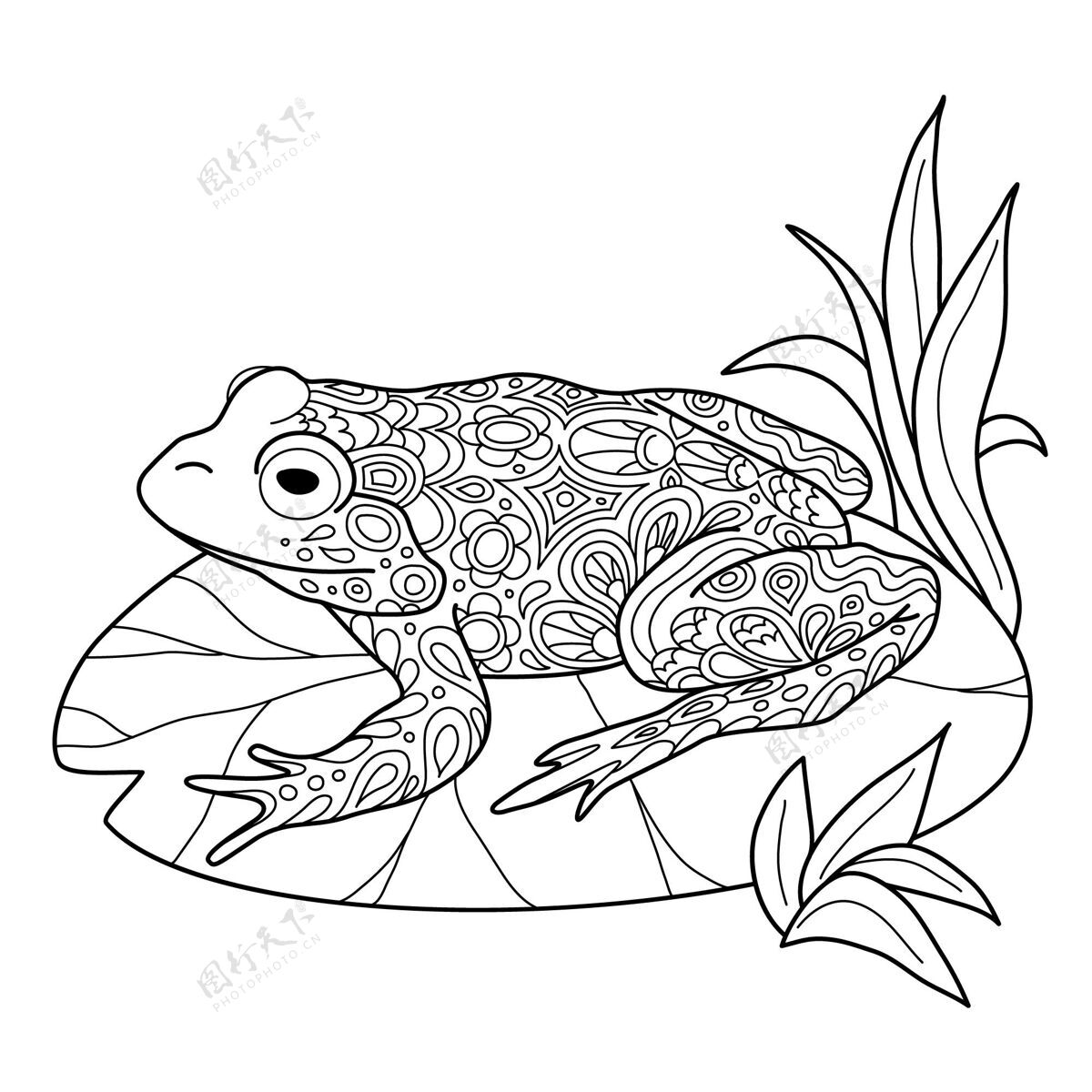 野生手绘青蛙上色绘制动物青蛙
