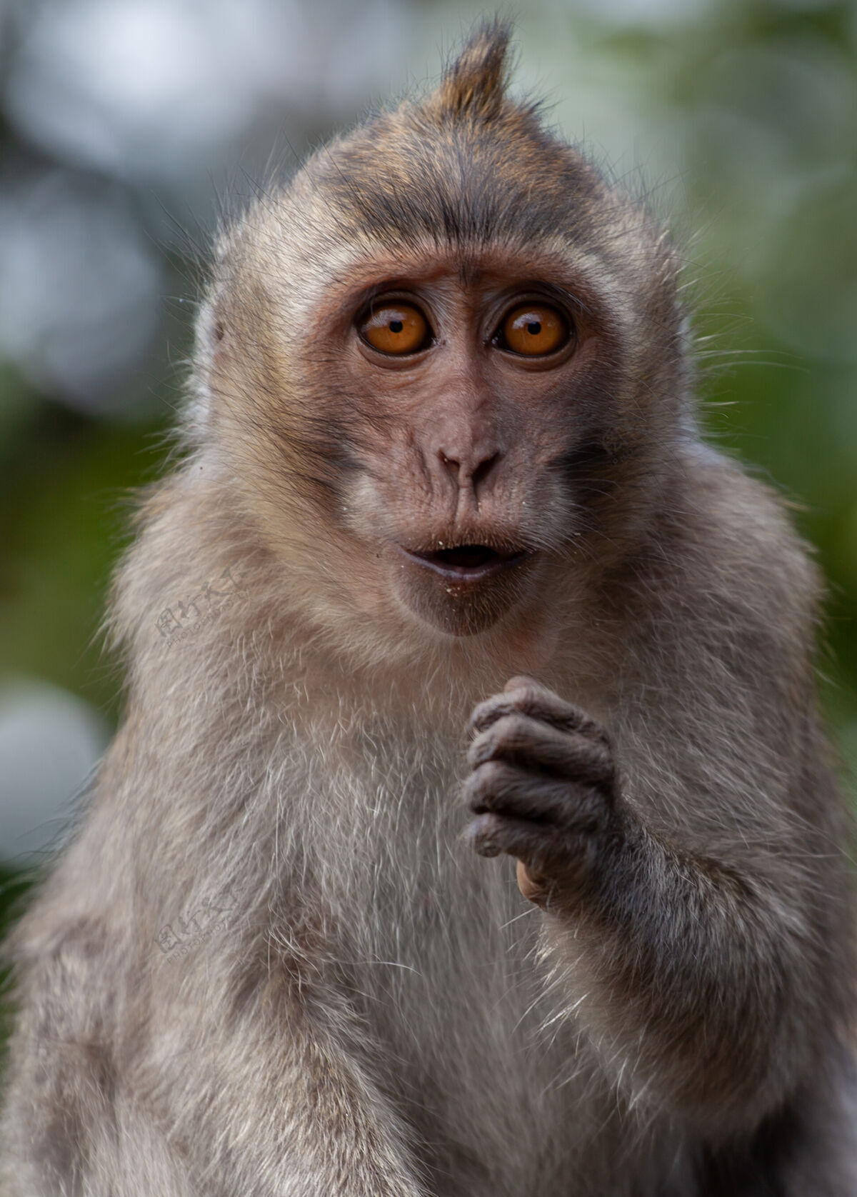 年轻长尾猕猴画像颜色猿肖像