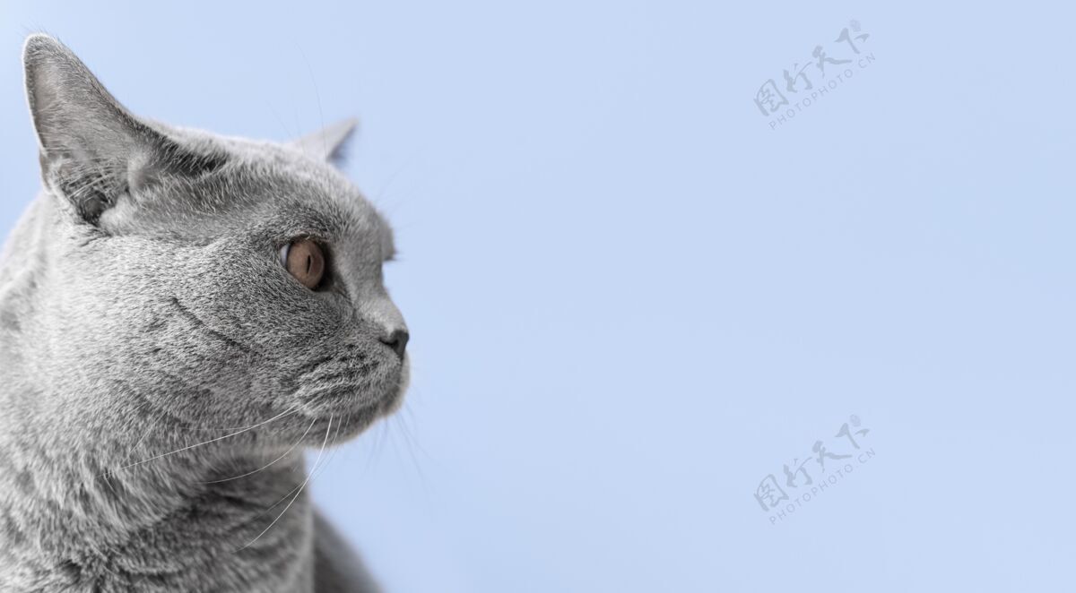 家养灰色的小猫 后面是单色的墙动物爱哺乳动物
