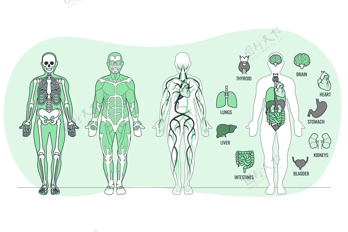 概念插图人体解剖学概念图身体部位解剖学概念