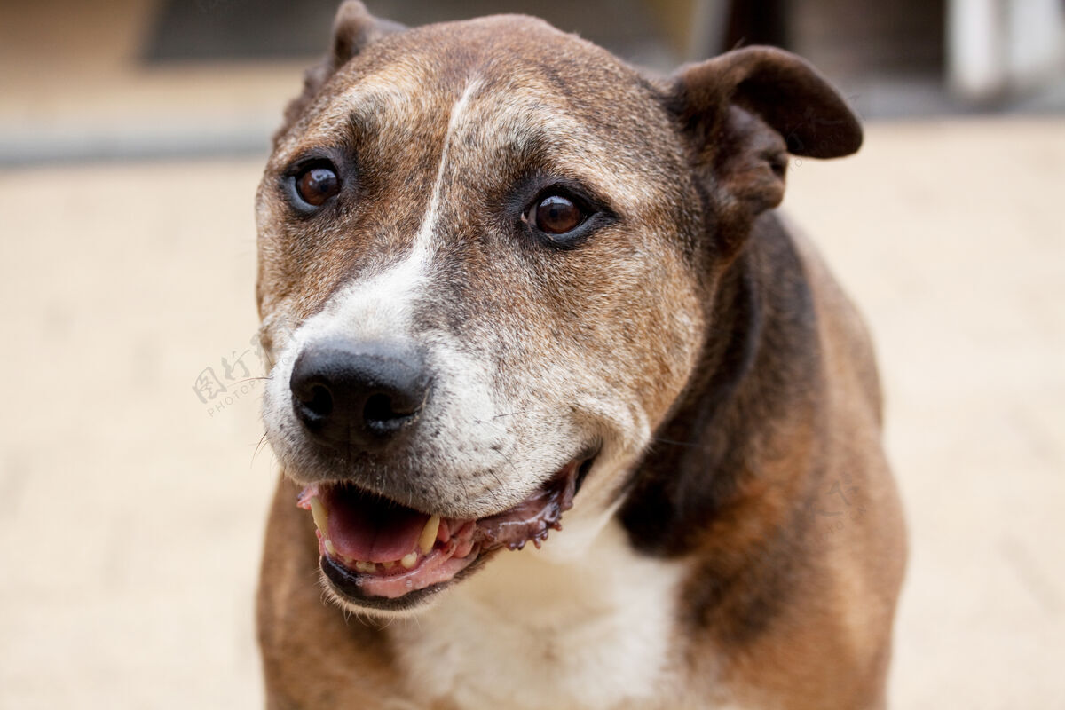美国美国斯塔福德郡猎犬的选择性聚焦镜头纯种年轻狗