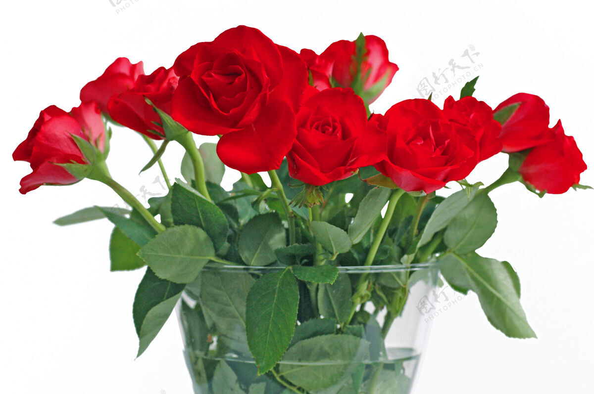 花一束红玫瑰放在白色背景的玻璃花瓶里礼物天花瓣
