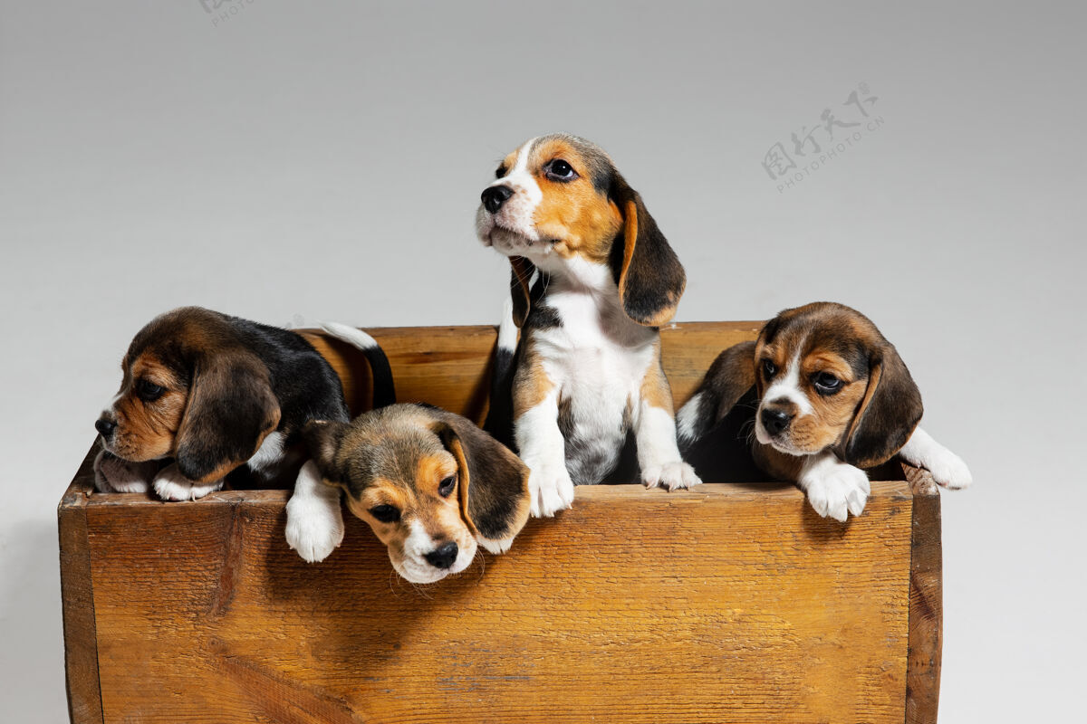 领子小猎犬三色小狗在木箱里摆姿势可爱的小狗或宠物在白色背景上玩耍狗品种蓬松