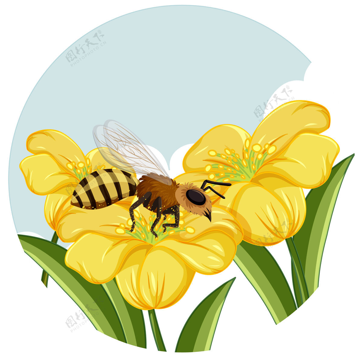 蜜蜂白色背景上黄色花朵上的蜜蜂花瓣五颜六色蜂蜜