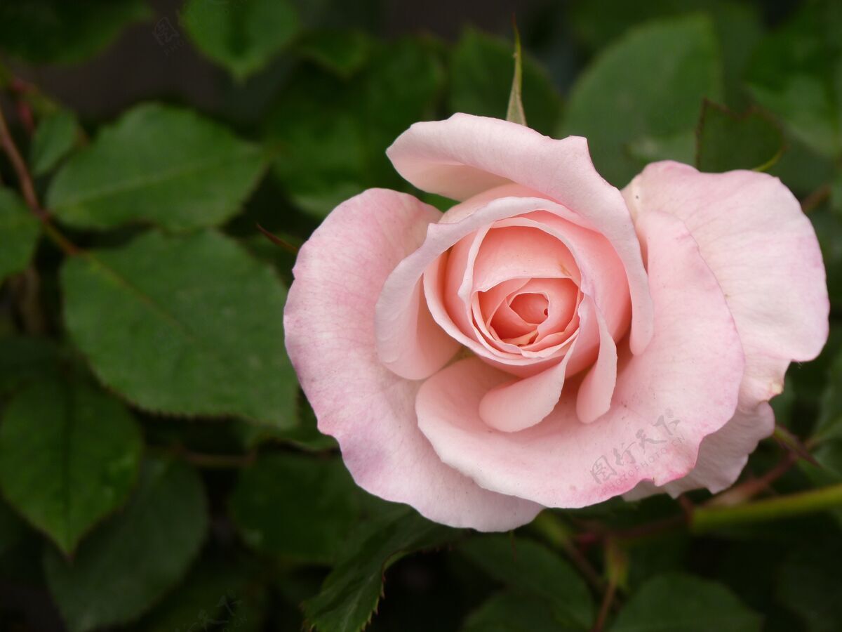 爱粉红色玫瑰叶子背景的顶视图花瓣浪漫绿色