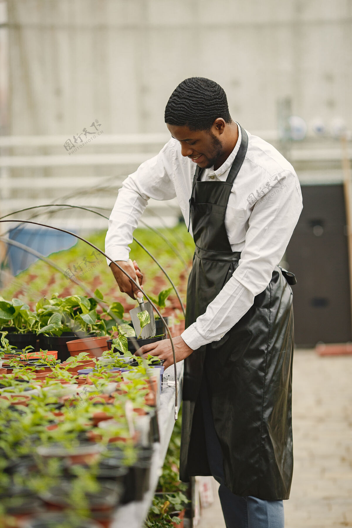 移植围裙里的园丁温室里的非洲男人花盆里的花职业盆栽人