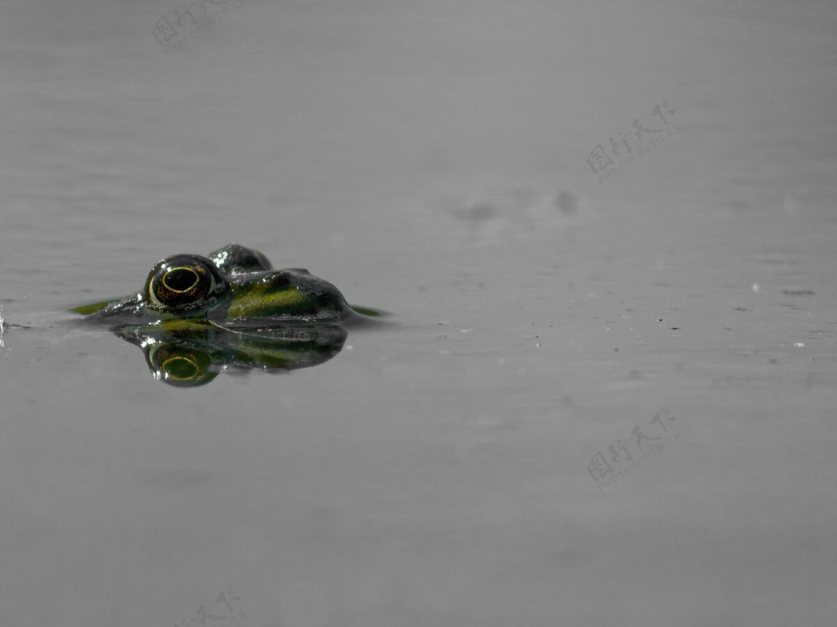 池塘特写镜头沼泽青蛙pelophylaxridibundus在欧洲的湖泊景观沼泽湖