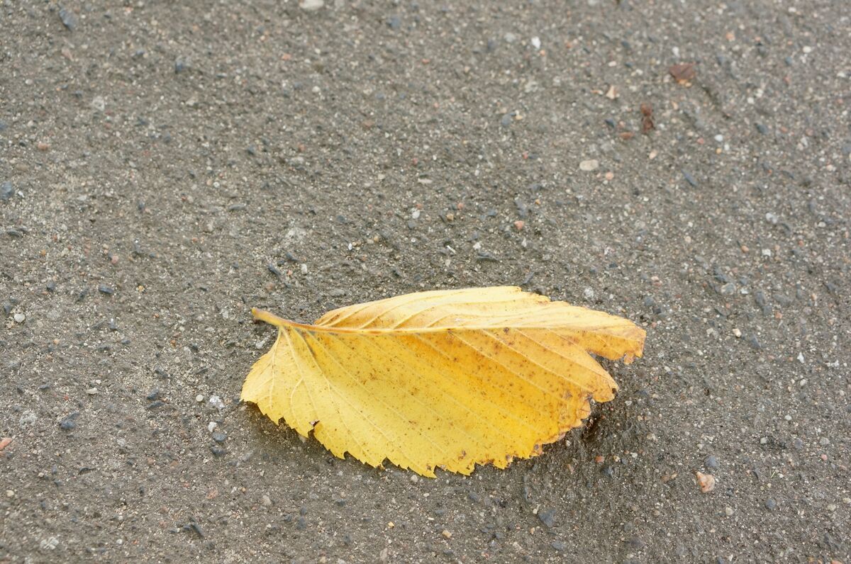 树叶沥青上一片黄叶的特写镜头脚印秋天树叶