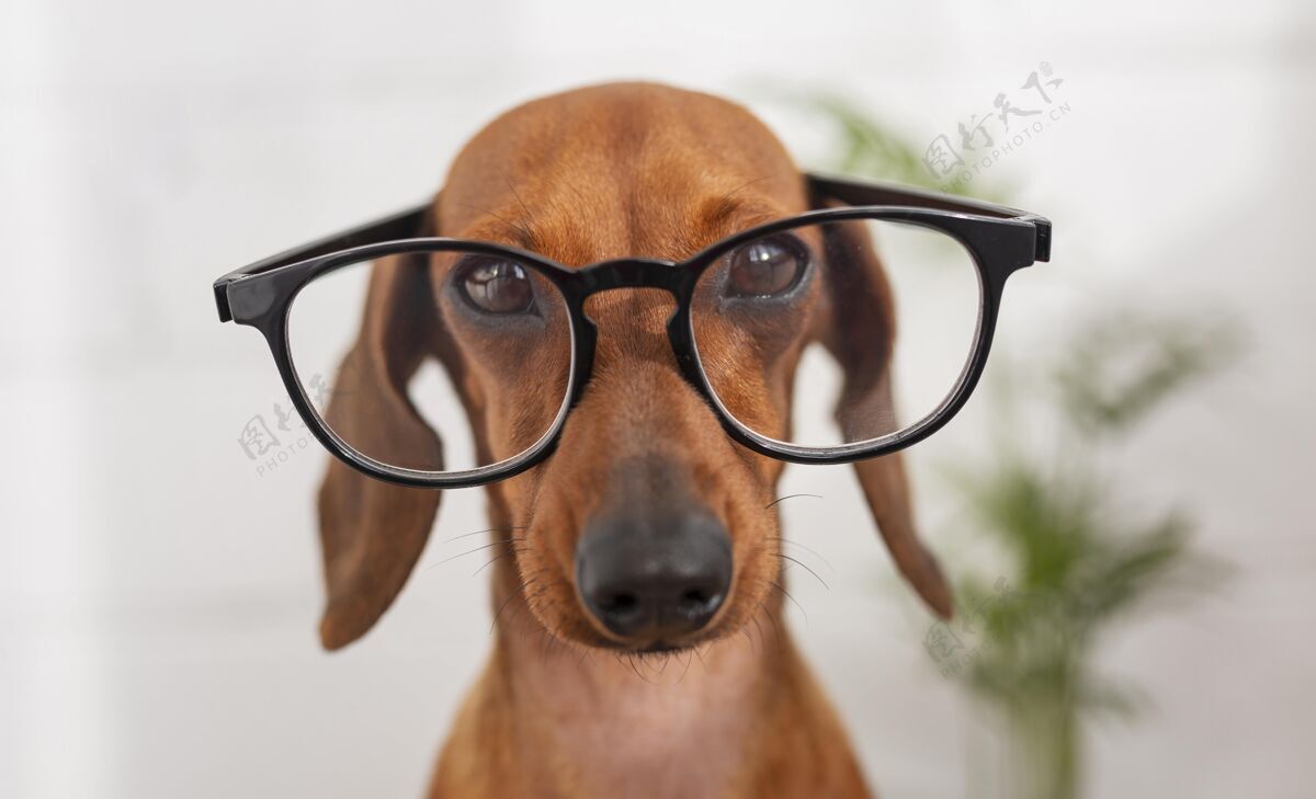 室内戴眼镜的可爱狗眼镜品种动物
