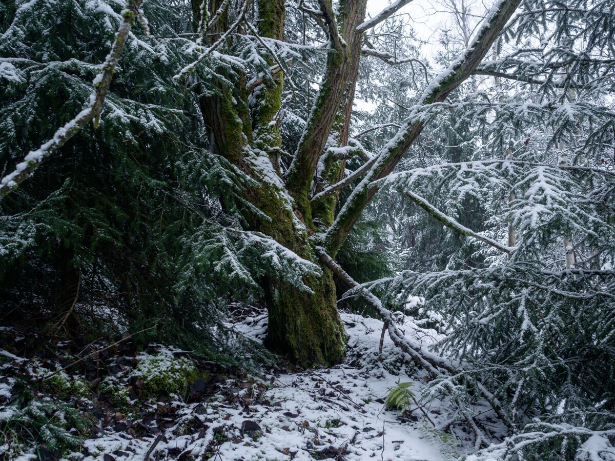 冷杉在德国 白天被雪覆盖的森林里的树木-完美的自然概念树常绿雪