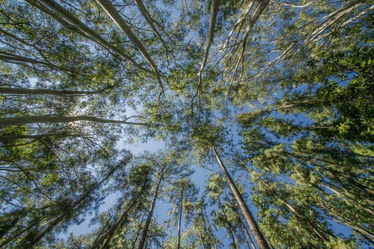 松树森林里树木的低角度拍摄叶光景观