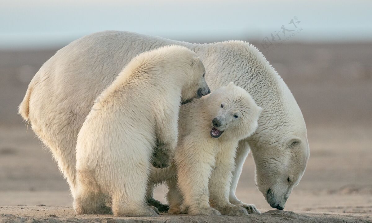 太阳北极熊的选择性聚焦镜头季节充满活力北极