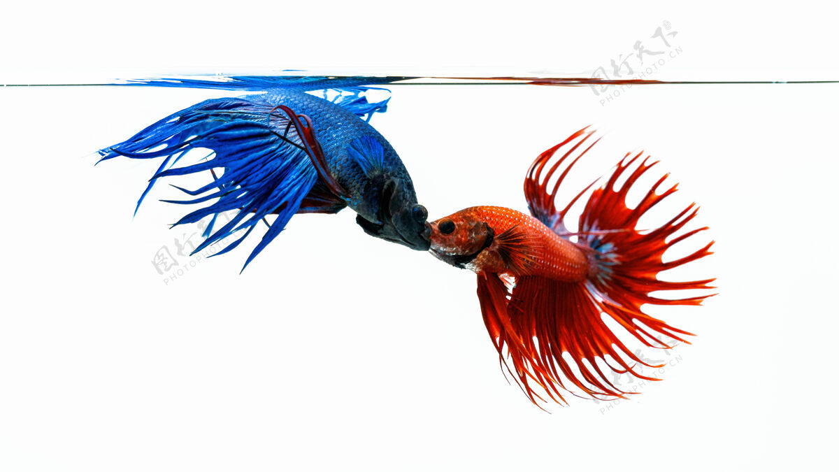 艺术蓝色和红色的贝塔鱼 白色背景上孤立的斗鱼行动水下运动