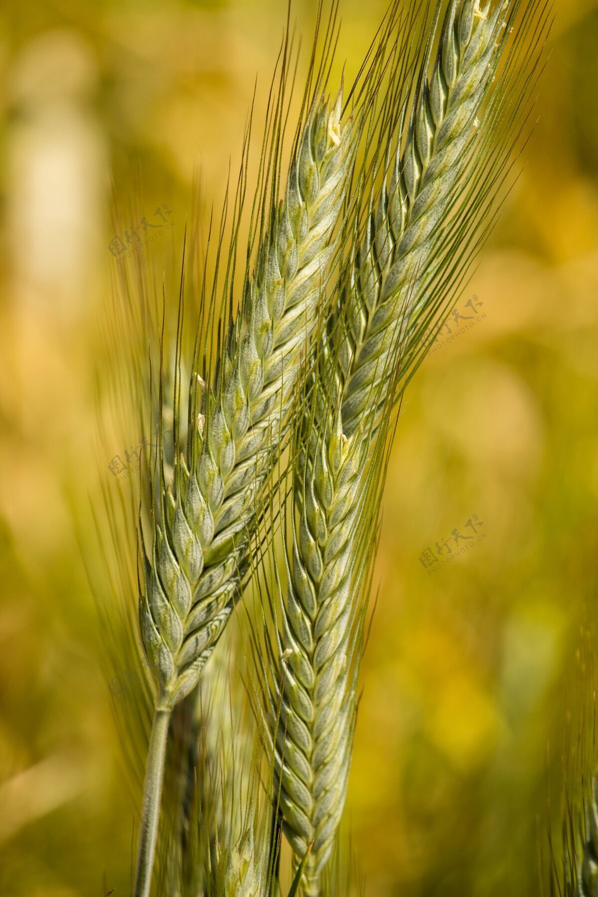 种子两个绿色的麦穗在白天被田地包围的垂直镜头草地自然农田