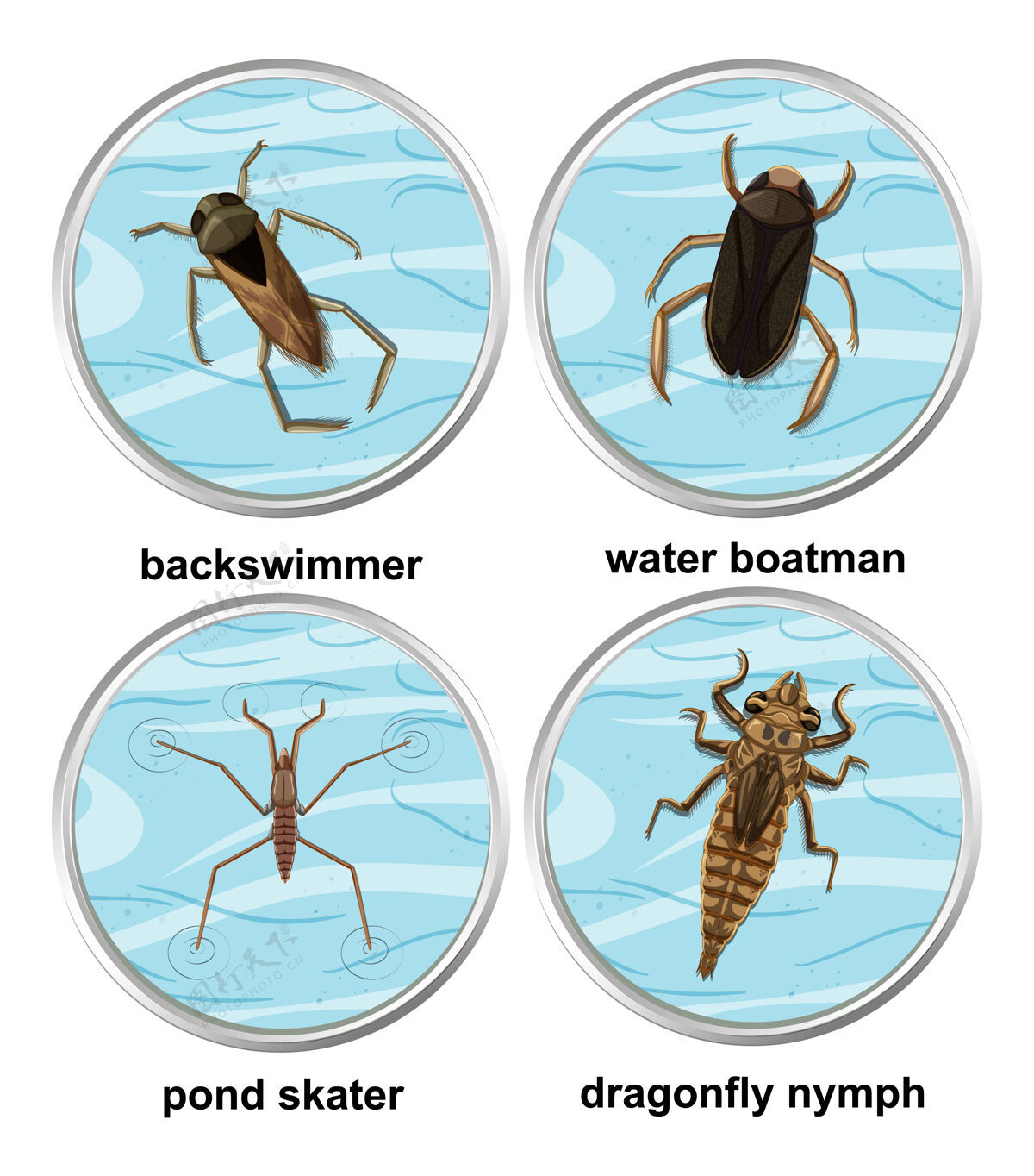 水一套不同种类的水生昆虫环境生活外