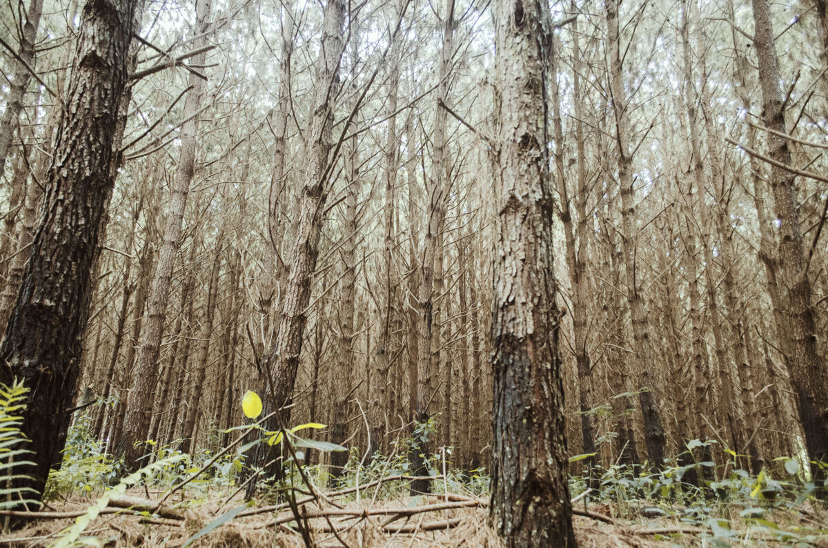 绿色低角度拍摄的森林与高大的树木树森林低角度