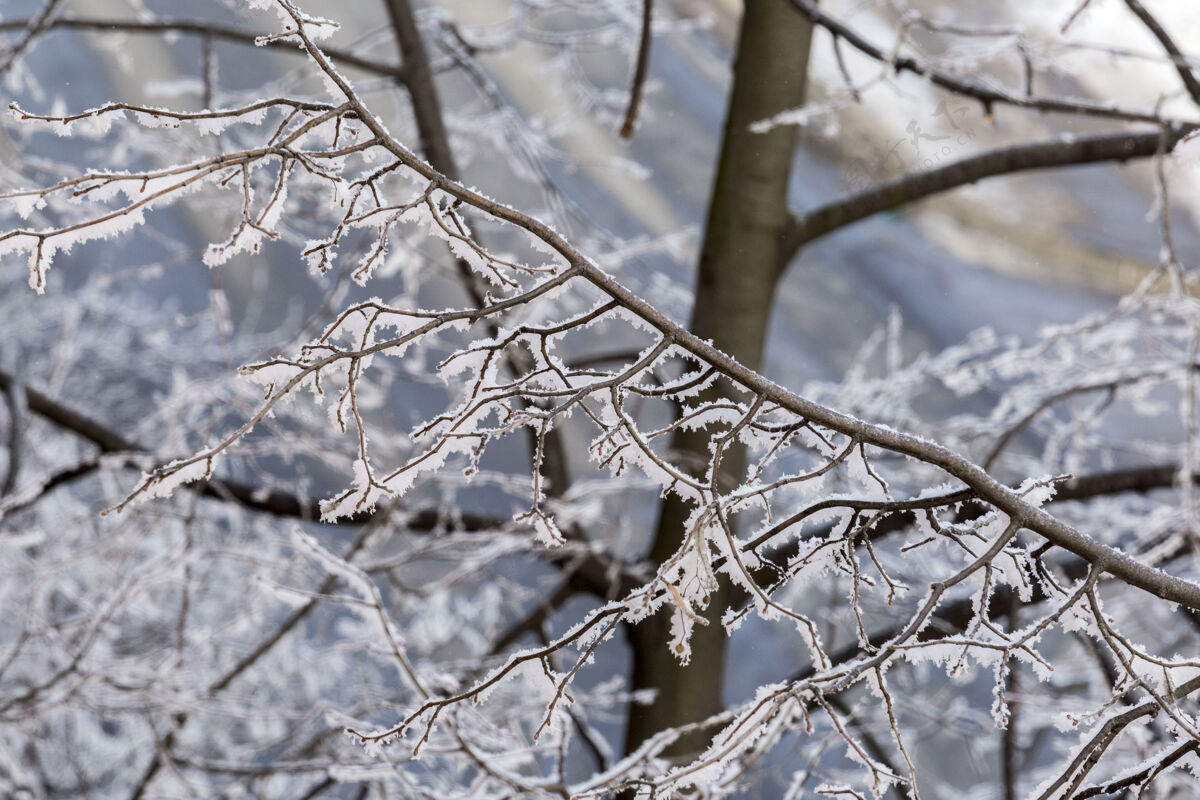 自然选择性聚焦特写一棵树在冬季结霜茎霜冻冰木头