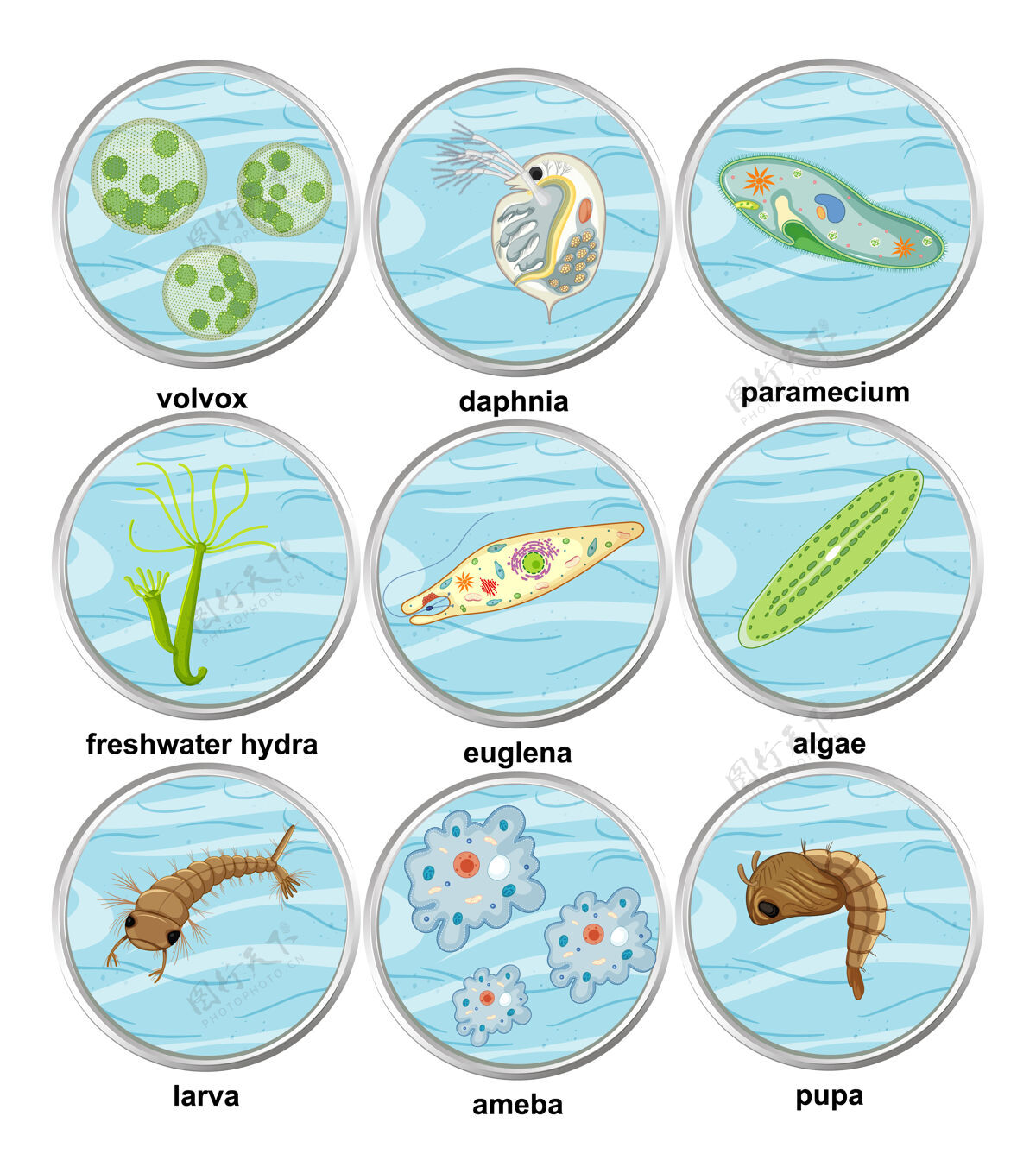 水族馆一组不同类型的单细胞生物微生物学生物科学