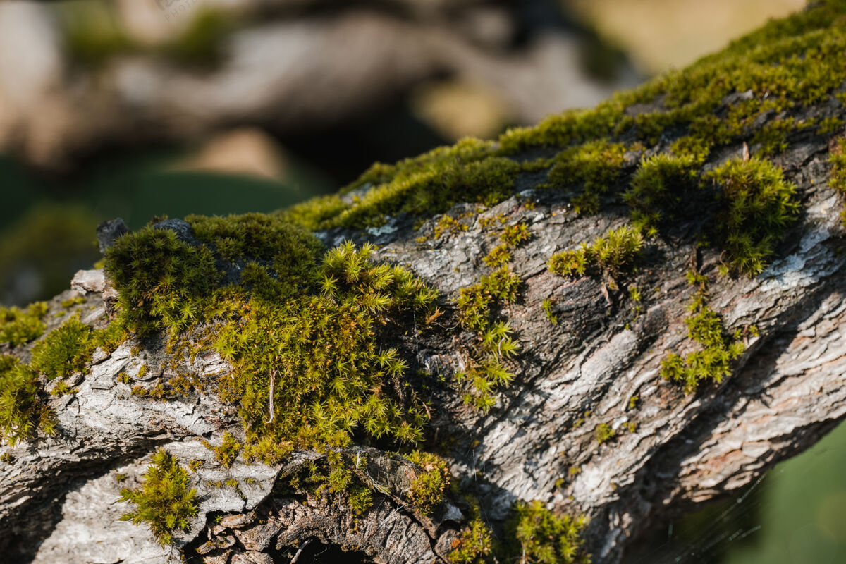 树灰色岩石上的青苔蔬菜苔藓自然