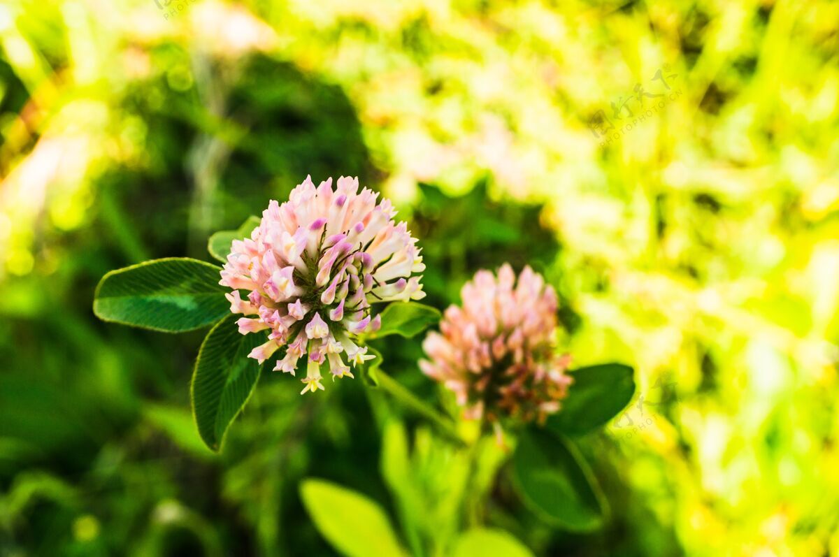 自然红三叶草的选择性聚焦拍摄宏季节花园