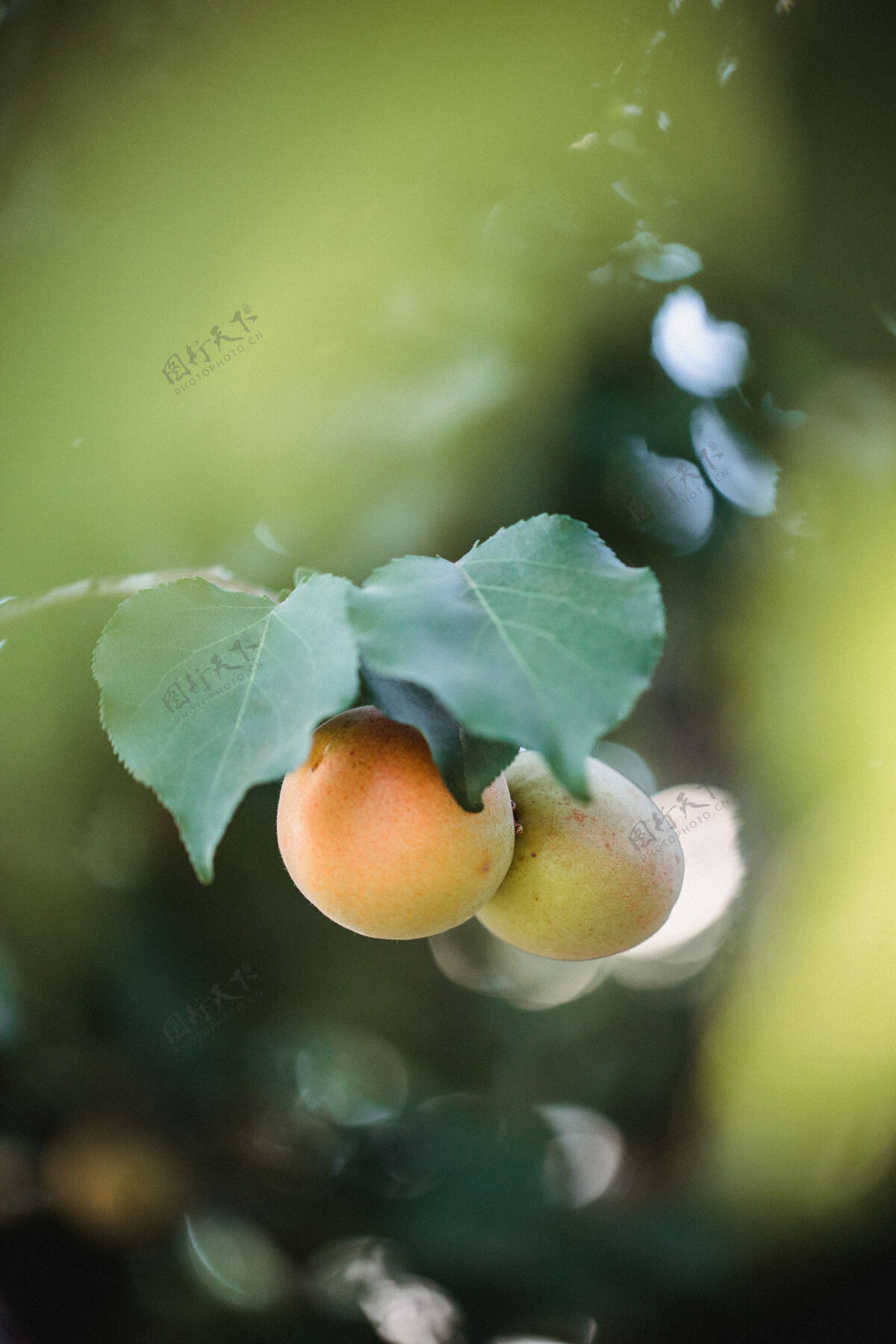 食物黄色和绿色的圆形水果农产品水果杏子
