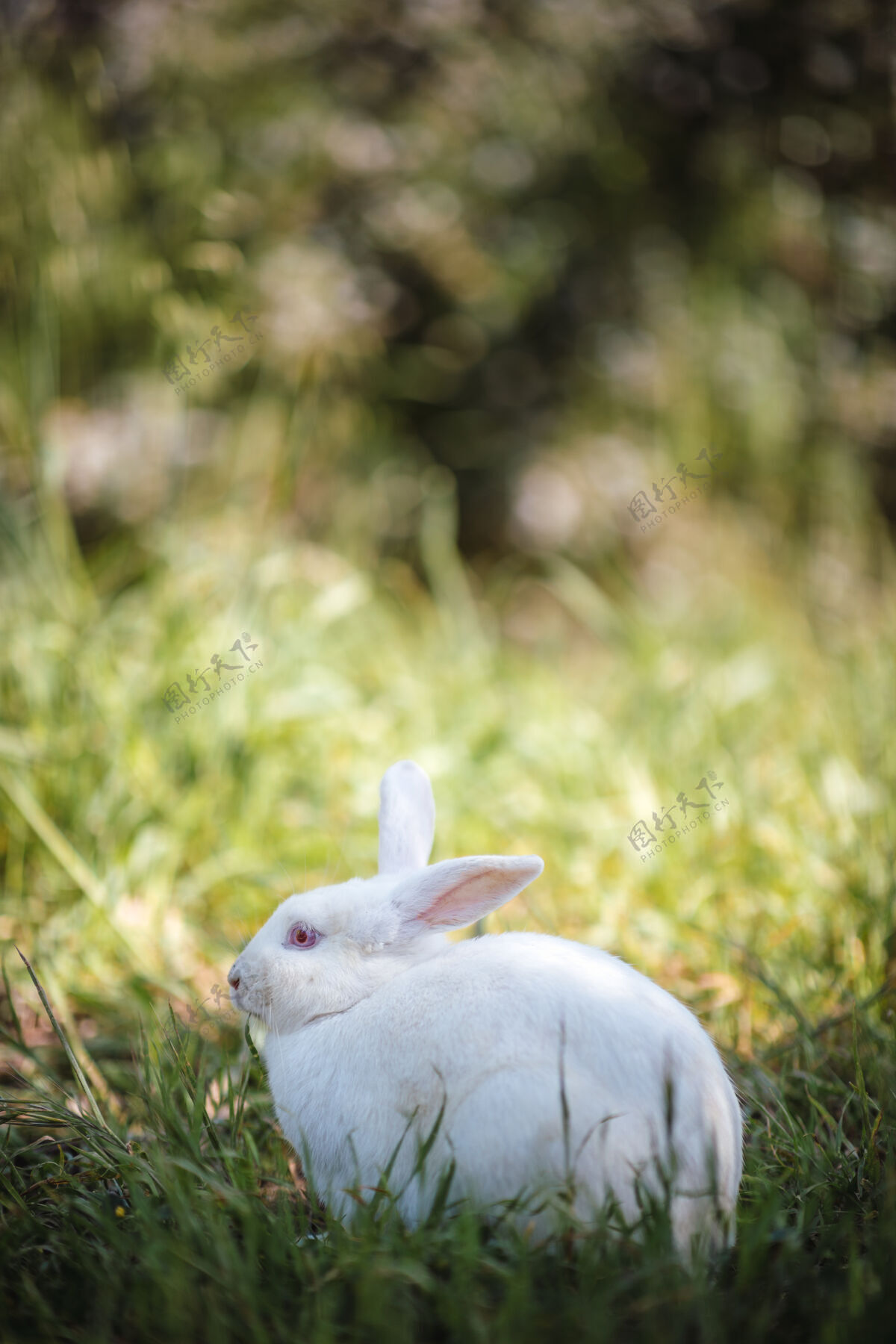 兔子草丛里的白兔草兔子动物