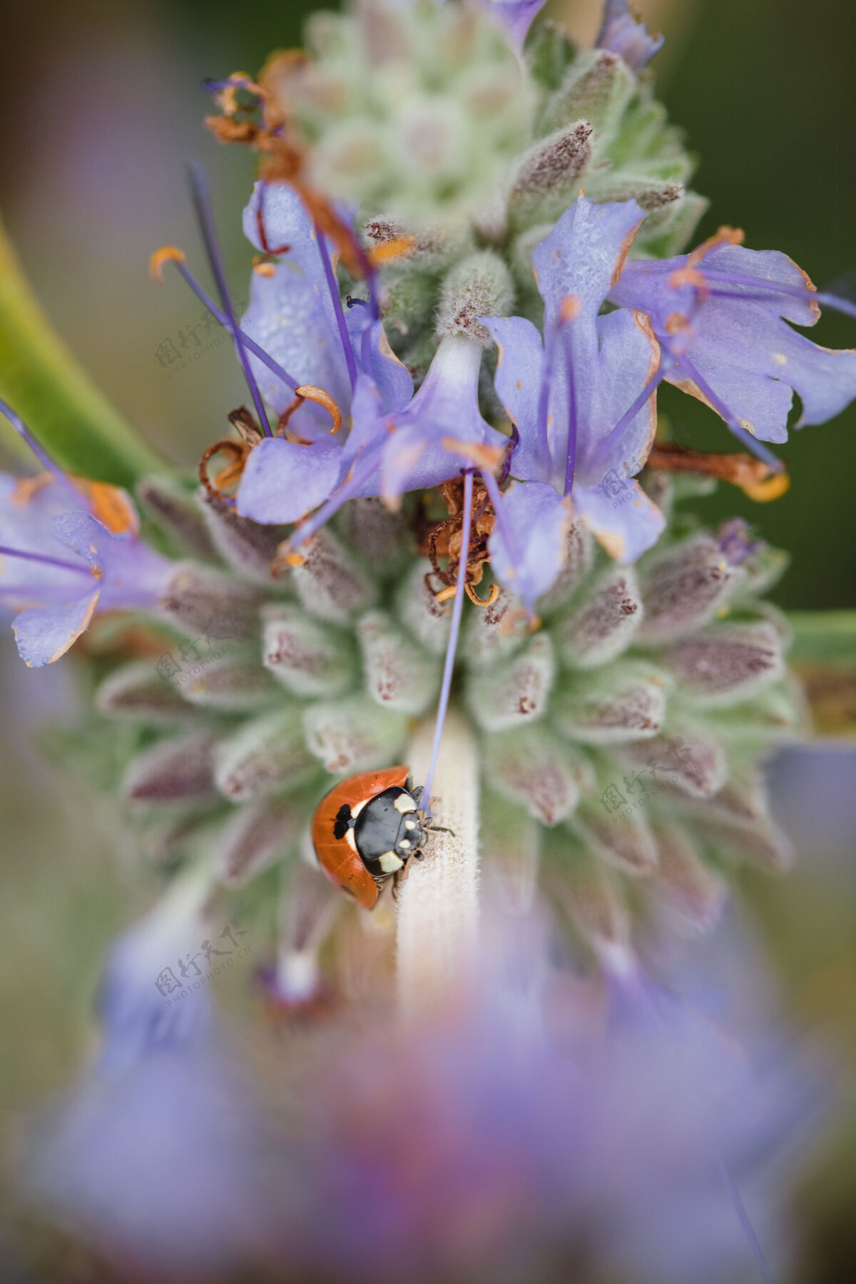 蜜蜂紫色花瓣上的瓢虫花瓣鸢尾花