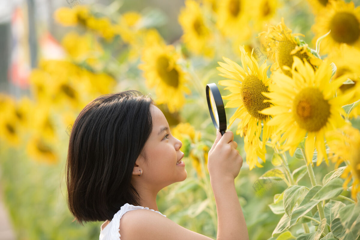 欢呼快乐的亚洲小女孩在阳光下 在盛开的向日葵中嬉戏黄色人放大镜