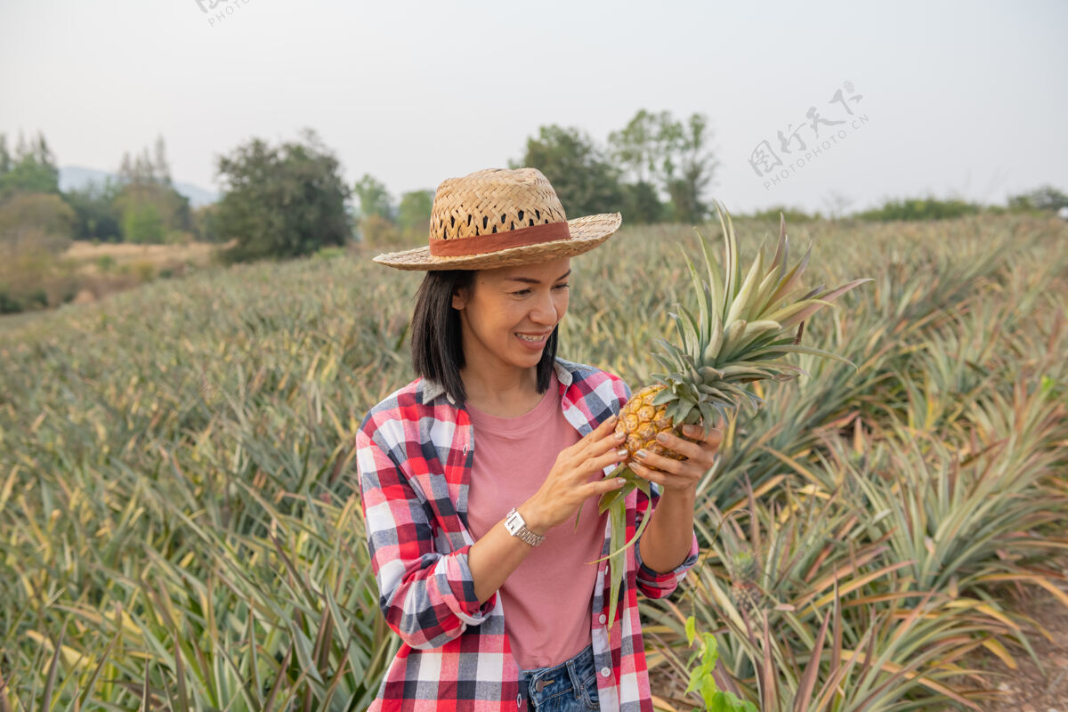 年轻亚洲女农民在农场看到菠萝的生长 年轻漂亮的农妇站在农田上女孩人种植园
