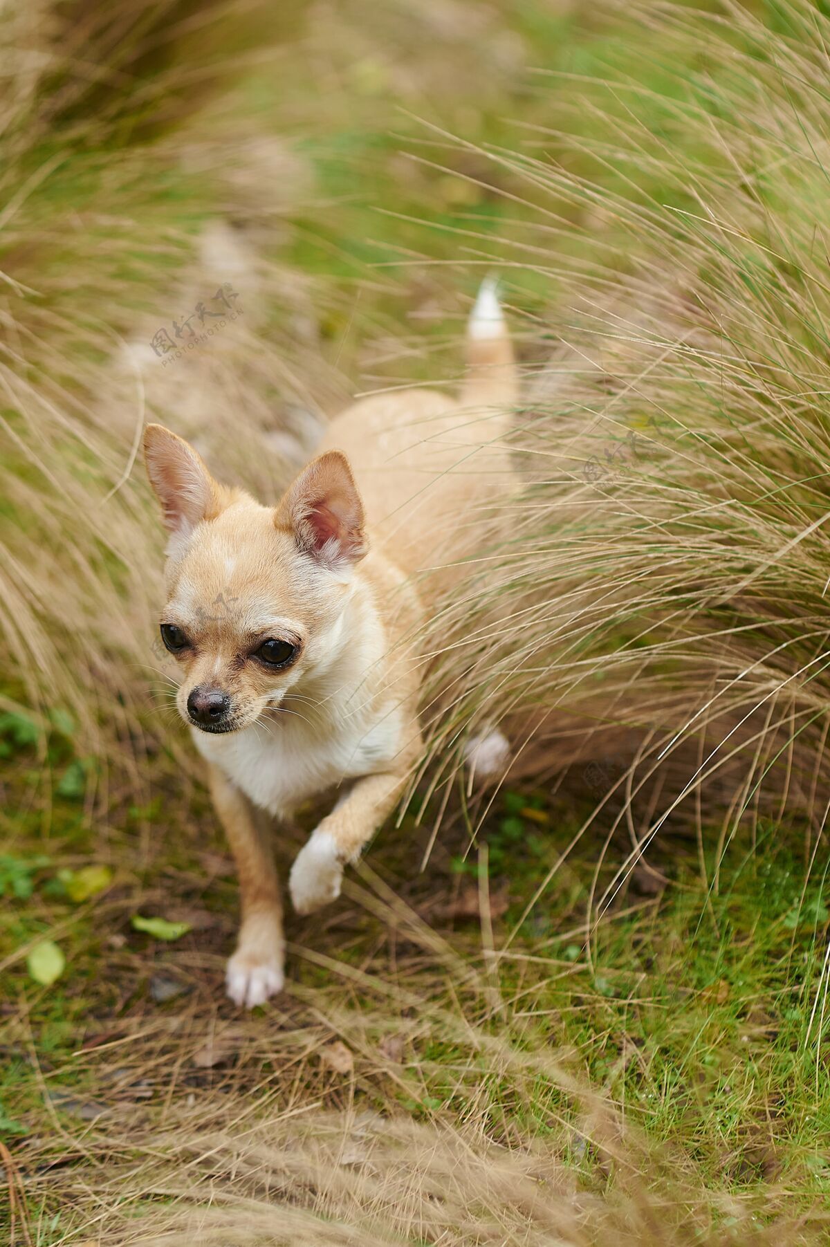 小狗一个小吉娃娃在田野里奔跑的垂直画面公园旅游国内
