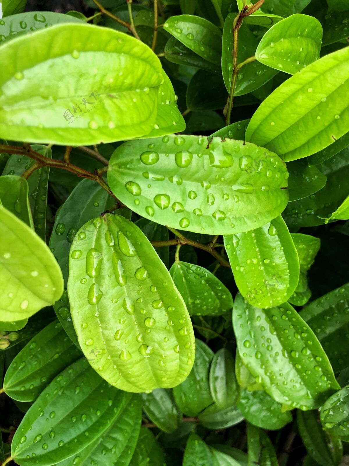 新鲜在一个阳光明媚的日子里拍摄的花园里植物湿叶子的垂直特写镜头美丽生长茎