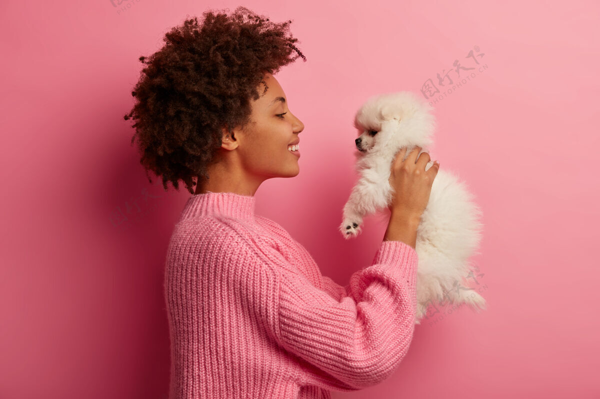 玩美国黑人女士手牵小狗 高兴地看着微型宠物 穿着针织毛衣 在家里玩耍 隔离在粉红色的背景下友谊针织业主