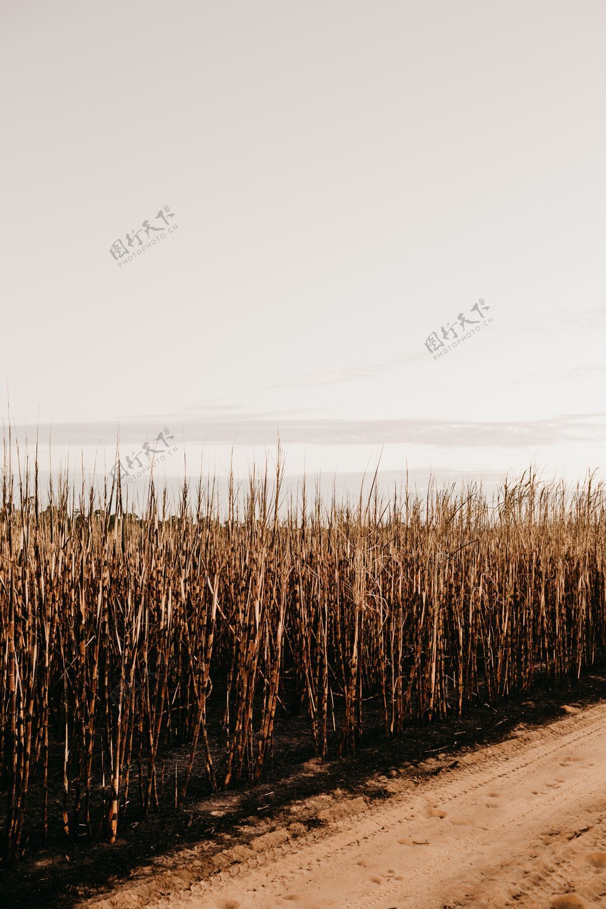 土地白天在公路附近的干草垂直拍摄田野干旱生长
