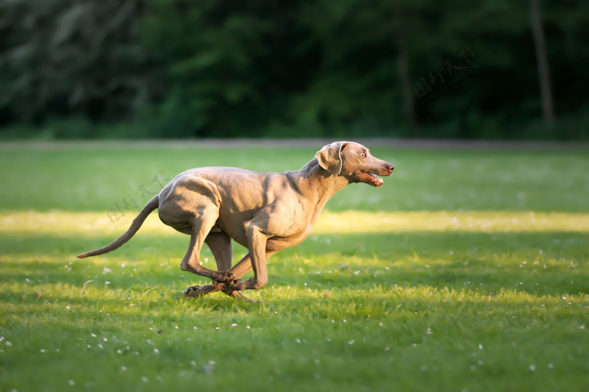 脸一只可爱的棕色威马拉纳狗的选择性聚焦镜头爱玩动物