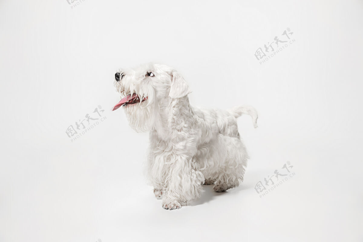 可爱毛茸茸的小狗可爱的白色小狗或宠物正在玩耍和奔跑负空间插入您的文字或图像跑步梳理纯种