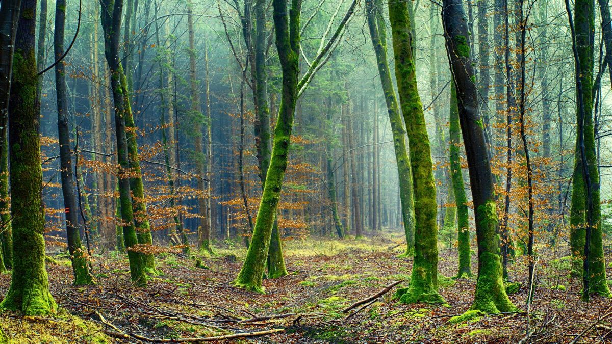 自然有树有苔藓的森林森林雾秋天