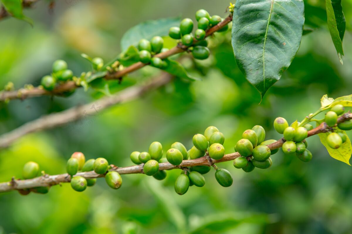 收获白天阳光下田野树枝上咖啡豆的特写镜头灌木种植园树叶