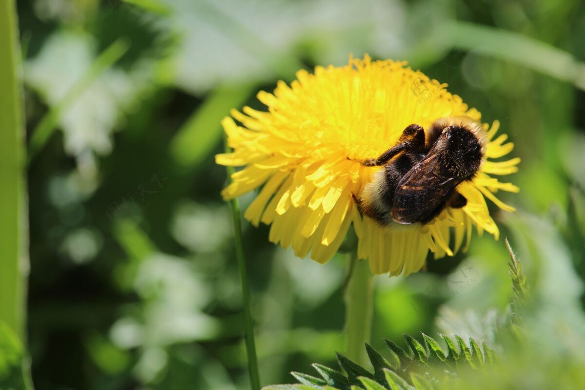草一只蜜蜂坐在黄色蒲公英花上的特写镜头自然柔软花