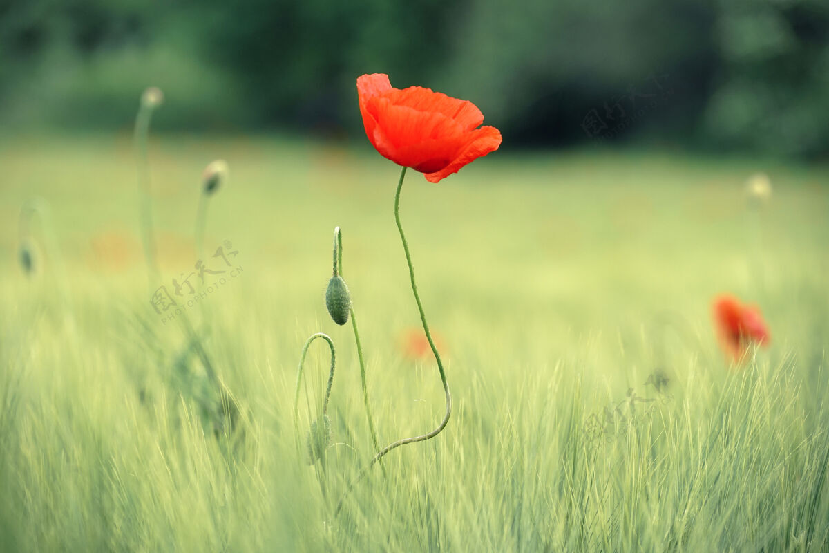 草白天在绿草如茵的草地上开红花知识共享花植物