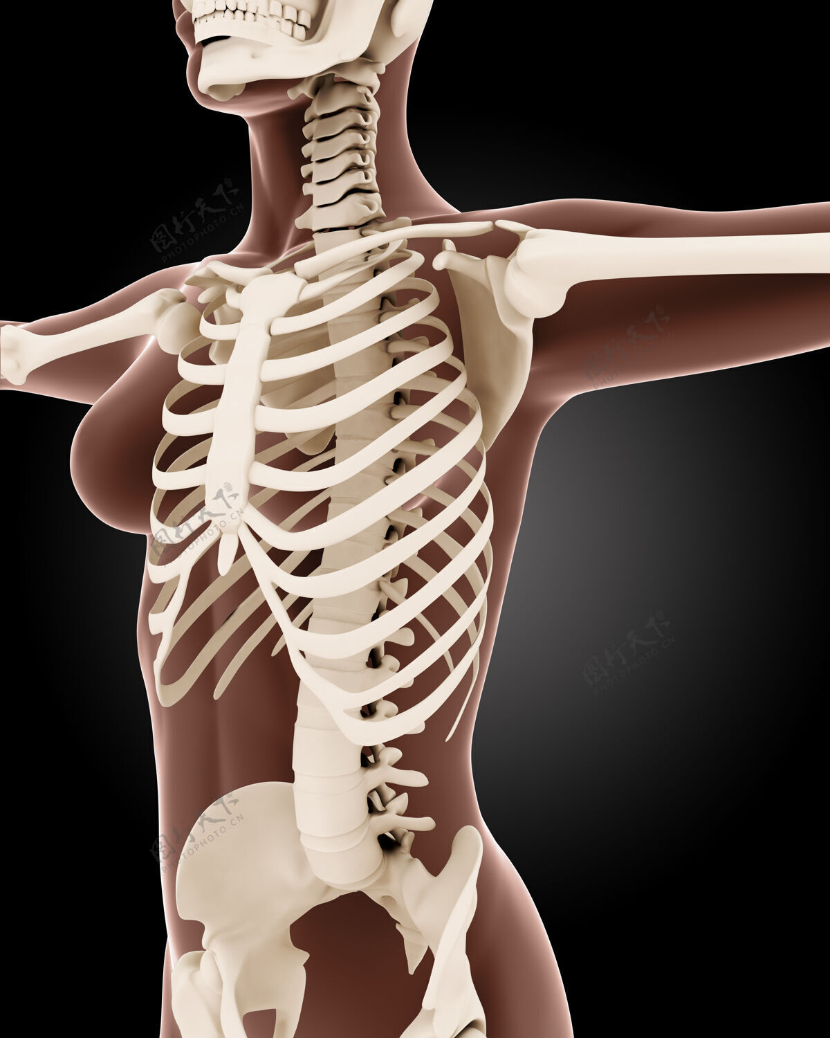 脊椎女性医学骨骼的3d渲染人类解剖学疼痛