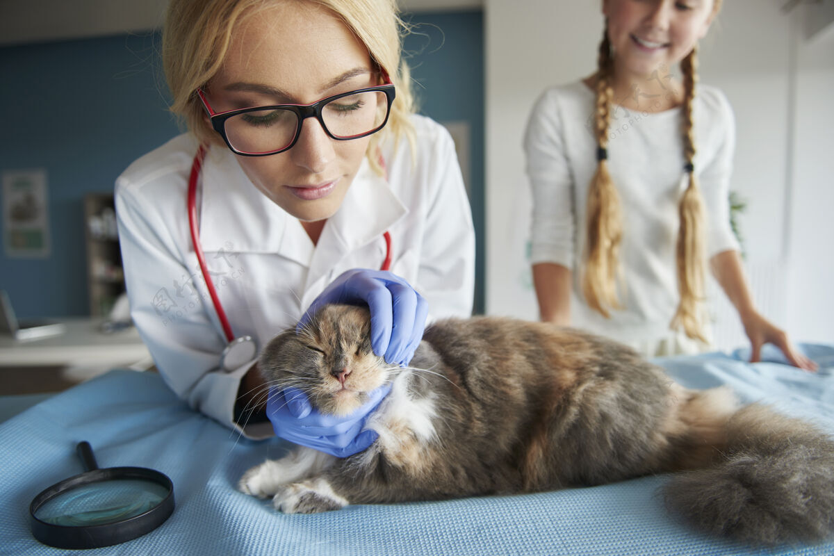 防护手套医生正在检查家猫护理条件生病