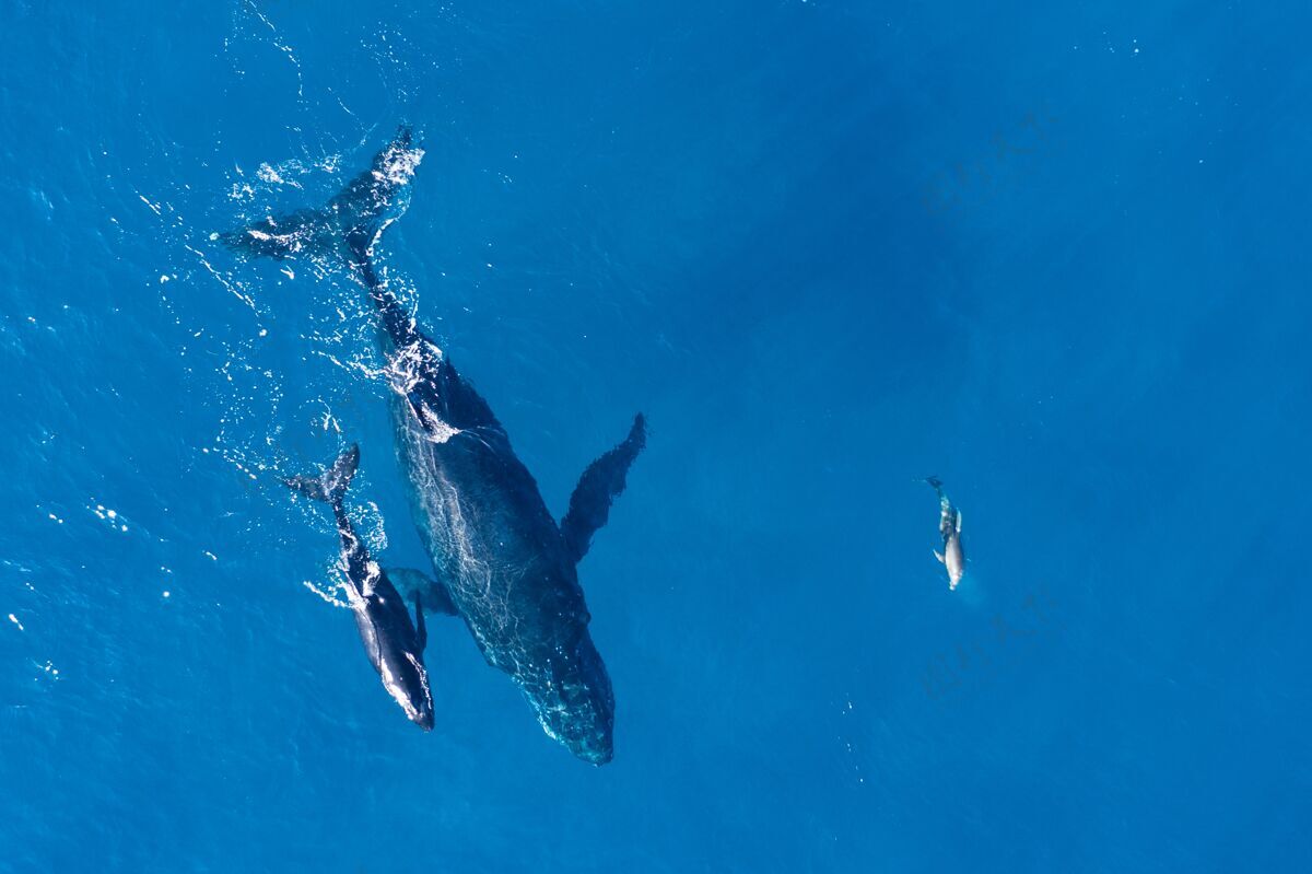 水下座头鲸在夏威夷卡帕鲁亚海岸上空用无人机拍摄鱼海洋自然