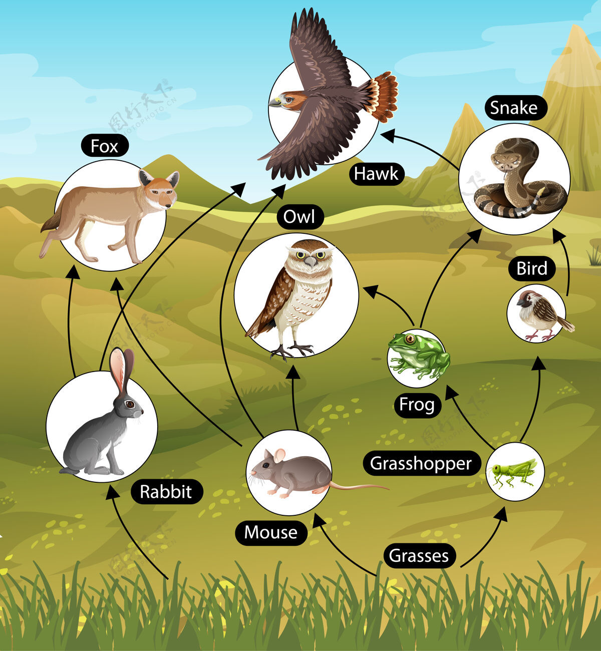 卡通生物教育海报食物链图动物次级食物链