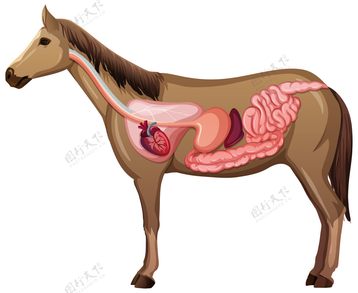 系统白色背景上隔离的马的内部解剖细胞解剖学教育