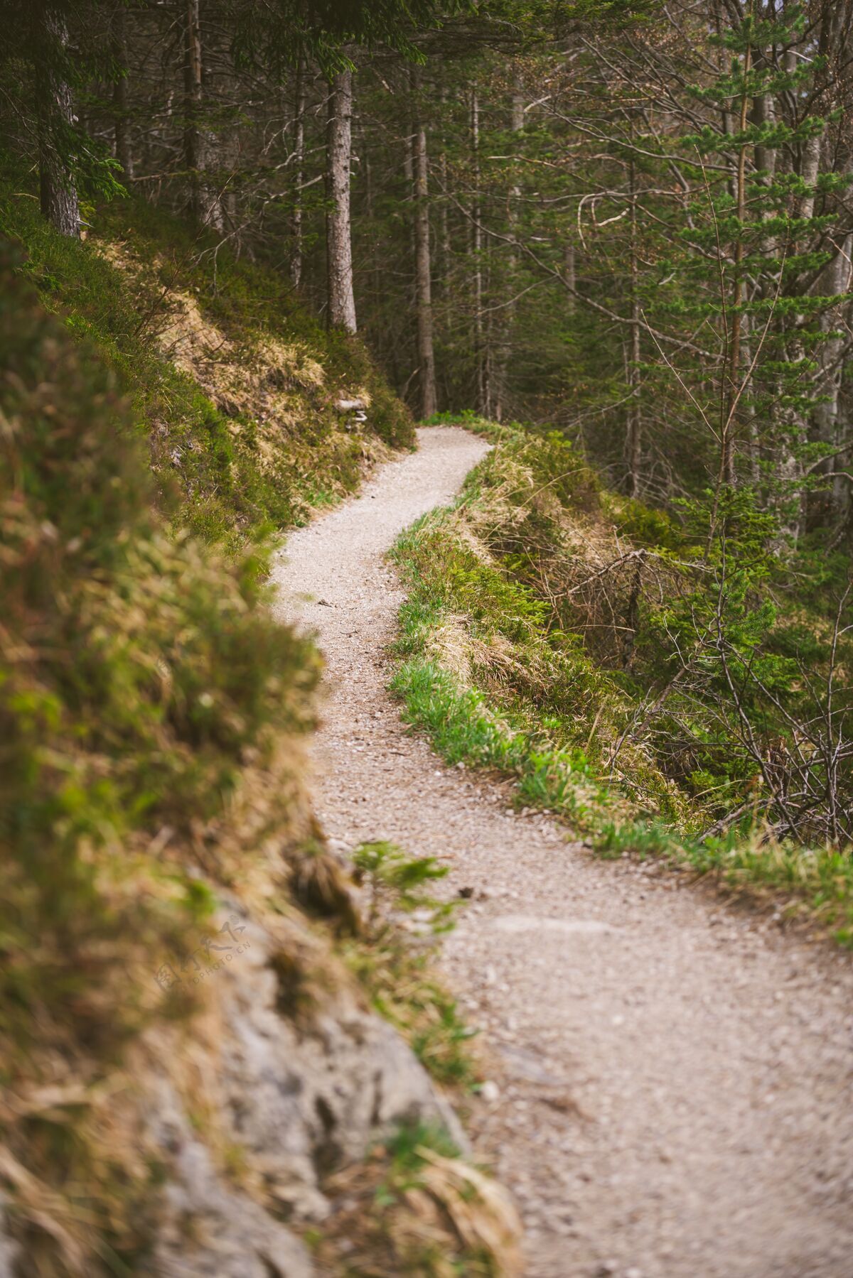 森林春天在巴伐利亚阿尔卑斯山徒步旅行小径岩石户外