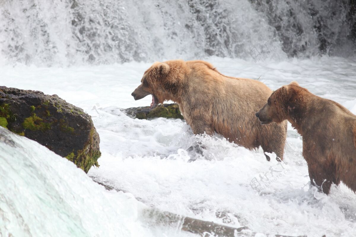 吃棕熊在阿拉斯加的河里捕鱼野生重哺乳动物