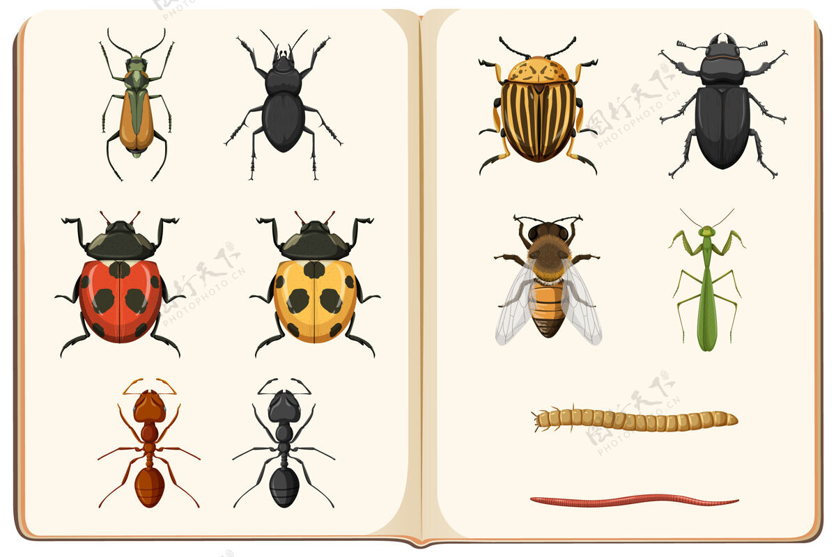 苍蝇昆虫收藏昆虫学目录蠕虫收集危险